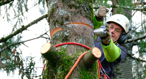 RATTLEWEDGE arbomat, cuneo da tree climbing